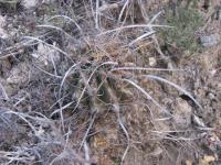 pa_089_hamatocactus_sinuatus.jpg
