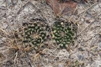 pa_090_mammillaria_heyderi.jpg