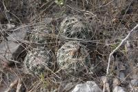 pa_092_coryphantha_delicata.jpg