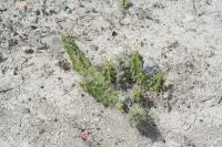 pa_093_echinocereus_pentalophus.jpg
