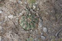 pa_094_homalocephala_texensis.jpg