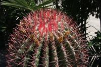pa_095_ferocactus_steinesii.jpg