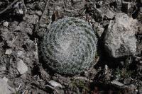 pa_096_mammillaria_formosa.jpg
