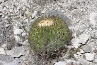 pa_098_echinocactus_platyacanthus.jpg
