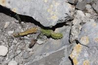 pa_099_echinocereus_pentalophus.jpg