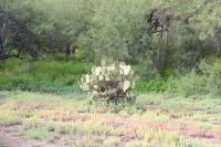 pa_1000_opuntia_sp..jpg