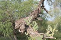 pa_1001_opuntia_sp..jpg