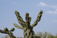 pa_1002_cylindropuntia_imbricata.jpg