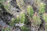 pa_1004_echinocereus_cinerascens.jpg