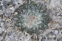 pa_1005_ariocarpus_kotschoubeyanus_var._sladkovskyi.jpg