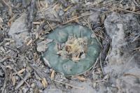 pa_1006_lophophora_diffusa_var._koehresii.jpg