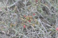 pa_1007_cylindropuntia_leptocaulis.jpg