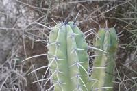 pa_1008_myrtillocactus_geometrizans.jpg