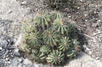 pa_1009_ferocactus_echidne.jpg