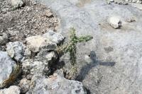 pa_1010_cylindropuntia_imbricata.jpg