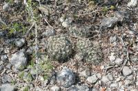 pa_1011_coryphantha_palmeri.jpg