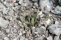 pa_1012_ariocarpus_retusus_ssp._scapharostroides.jpg