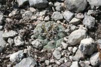 pa_1013_turbinicarpus_rioverdensis.jpg
