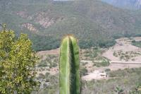 pa_1014_stenocereus_dumortieri.jpg