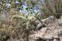 pa_1016_cylindropuntia_imbricata.jpg