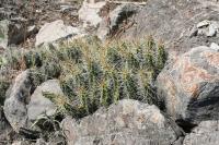 pa_1017_echinocereus_pentalophus.jpg