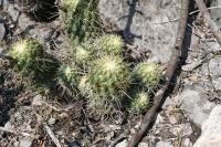 pa_1018_coryphantha_erecta.jpg