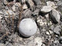 pa_101_mammillaria_candida.jpg