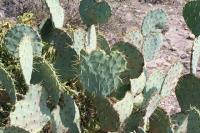 pa_1020_opuntia_sp..jpg