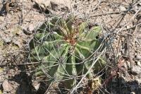 pa_1021_ferocactus_echidne.jpg