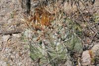 pa_1022_astrophytum_ornatum.jpg