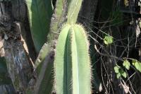 pa_1024_stenocereus_dumortieri.jpg