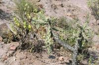 pa_1025_cylindropuntia_imbricata.jpg