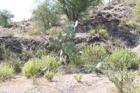 pa_1026_opuntia_sp..jpg
