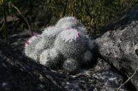 pa_1027_mammillaria_geminispina.jpg