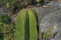 pa_1029_stenocereus_dumortieri.jpg