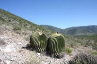 pa_102_echinocactus_platyacanthus.jpg