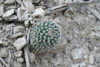 pa_1030_mammillaria_sp..jpg