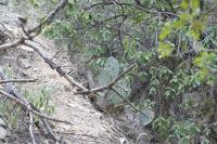pa_1031_opuntia_sp..jpg