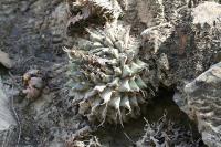 pa_1032_turbinicarpus_alonsoi.jpg