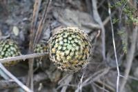 pa_1033_mammillaria_schiedeana.jpg