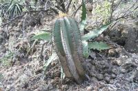 pa_1034_astrophytum_ornatum.jpg