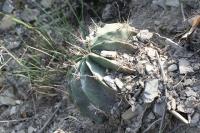 pa_1035_ferocactus_echidne.jpg