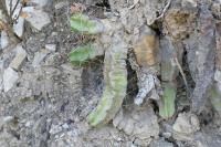 pa_1036_echinocereus_pentalophus.jpg