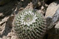 pa_1037_mammillaria_sp..jpg