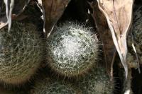 pa_1038_mammillaria_sp..jpg