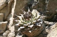 pa_1039_turbinicarpus_alonsoi.jpg