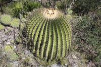 pa_103_opuntia.jpg