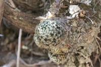 pa_1040_mammillaria_schiedeana.jpg