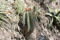 pa_1041_astrophytum_ornatum.jpg
