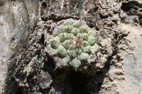 pa_1042_strombocactus_disciformis_ssp._esperanzae.jpg